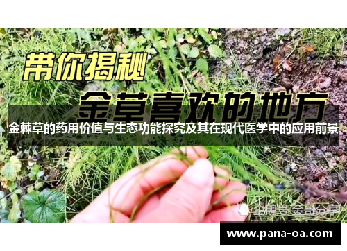 金棘草的药用价值与生态功能探究及其在现代医学中的应用前景